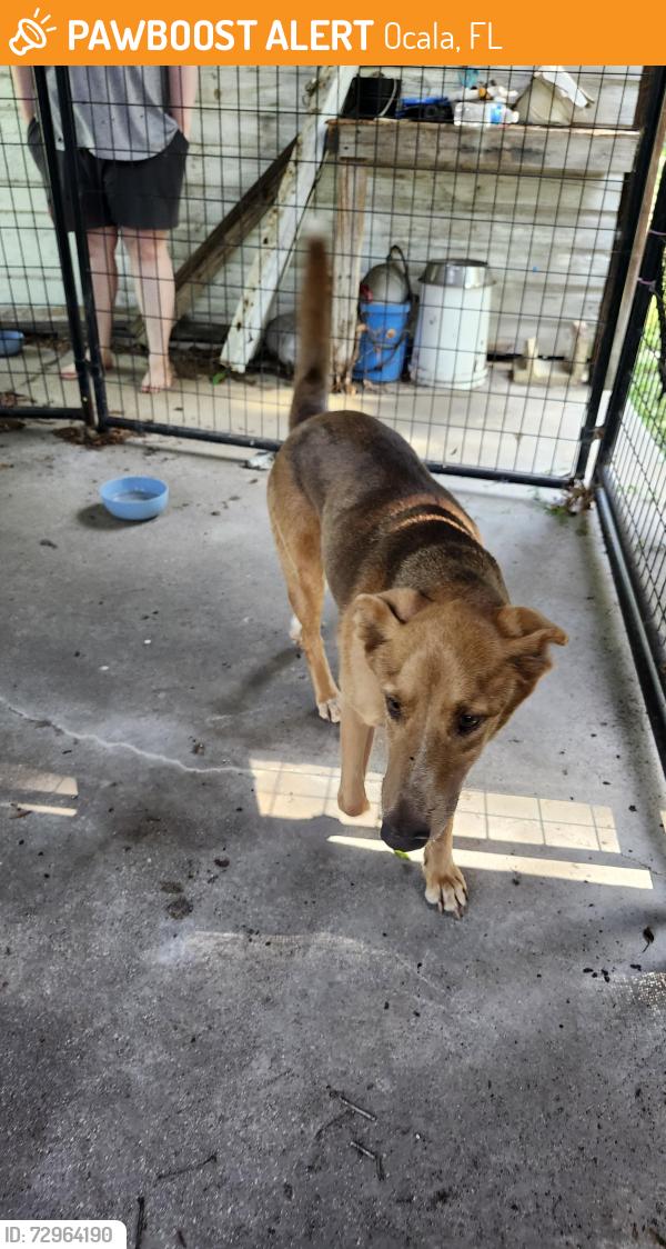 Found/Stray Female Dog last seen Ne 24th and Ne 14th ave, Ocala, FL 34470