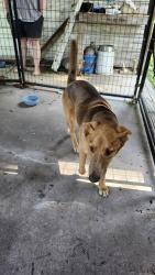 Found/Stray Female Dog last seen Ne 24th and Ne 14th ave, Ocala, FL 34470