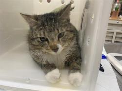 Shelter Stray Unknown Cat last seen Near BLOCK W AUER AVE, Milwaukee, WI 53215