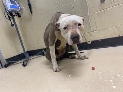 Shelter Stray Female Dog last seen , Milwaukee, WI 53215