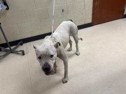 Shelter Stray Female Dog last seen , Milwaukee, WI 53215