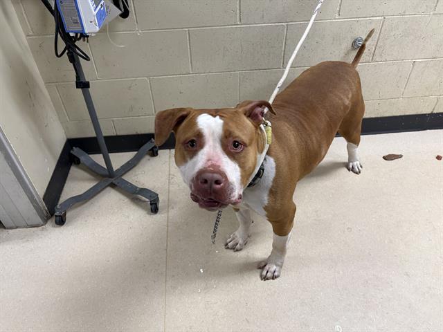 Shelter Stray Female Dog last seen Near BLOCK N 54TH ST, Milwaukee, WI 53215