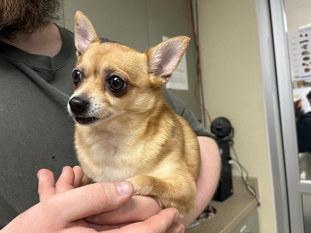 Shelter Stray Female Dog last seen HIGHWAY ON RAMP 5TH/GREENFIELD, Milwaukee, WI 53215