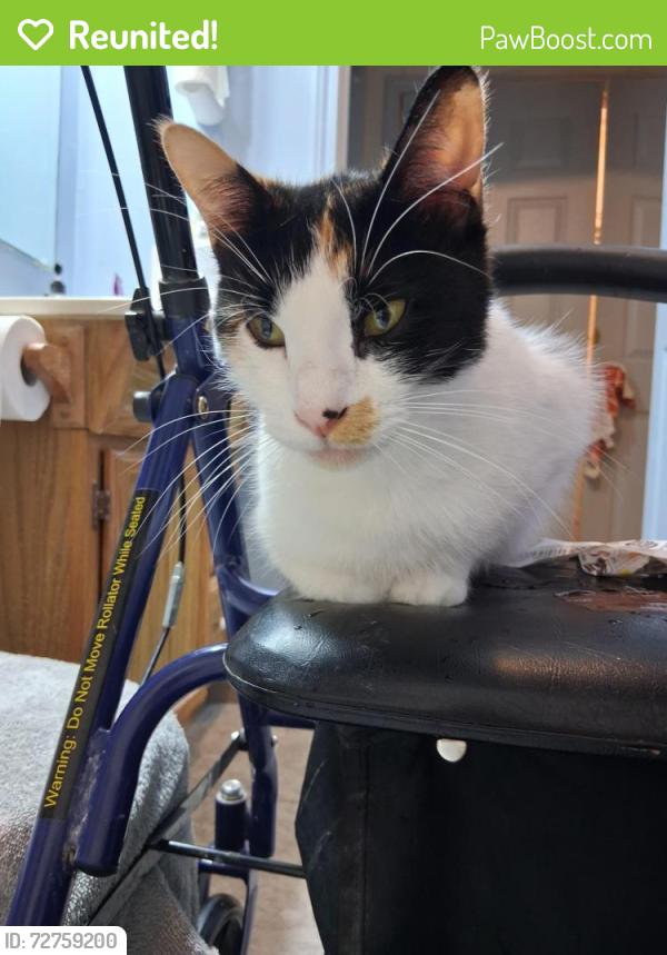 Reunited Female Cat last seen Steele Avenue and Kitchen Street, Jonesboro, AR 72401