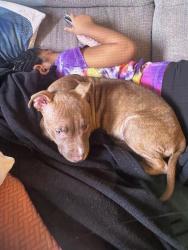 Lost Female Dog last seen W.town and Martin, Columbus, OH 43222