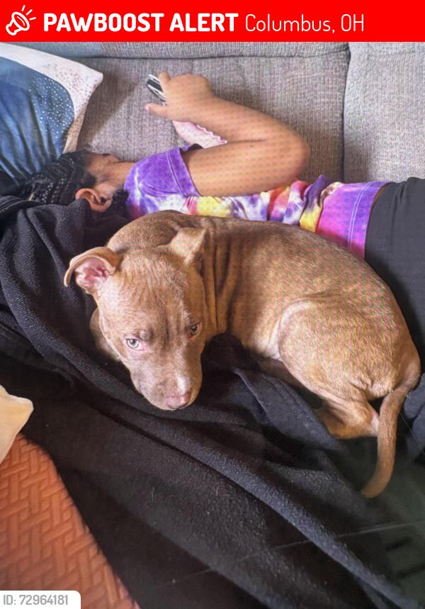 Lost Female Dog last seen W.town and Martin, Columbus, OH 43222