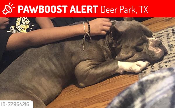 Lost Male Dog last seen Center st, Deer Park, TX 77536