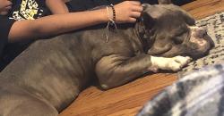 Lost Male Dog last seen Center st, Deer Park, TX 77536