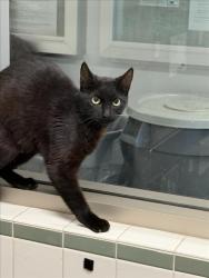 Shelter Stray Female Cat last seen , Los Angeles, CA 91405