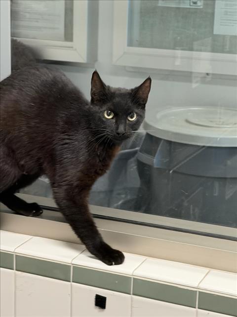 Shelter Stray Female Cat last seen , Los Angeles, CA 91405