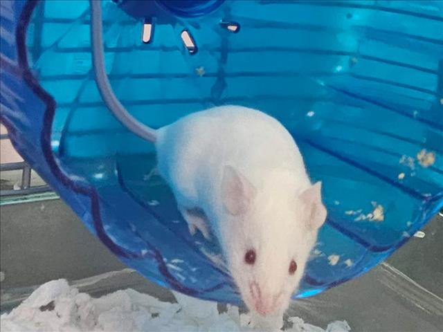 Shelter Stray Unknown Other last seen , Los Angeles, CA 91405