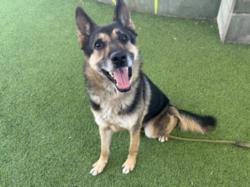 Shelter Stray Male Dog last seen , Los Angeles, CA 91405