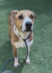 Shelter Stray Male Dog last seen , Los Angeles, CA 91405