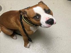 Shelter Stray Male Dog last seen GREENPINE RD, CEDAR GROVE, Chapel Hill, NC 27510