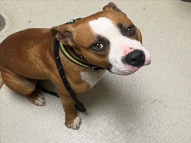 Shelter Stray Male Dog last seen GREENPINE RD, CEDAR GROVE, Chapel Hill, NC 27510