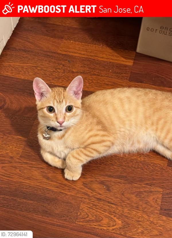 Lost Male Cat last seen VINE STREET AND WILLOW STREET ALTOUGHT HE WAS SEEN EXACTLY ON VINE, SAM JOSE, California, 95110, San Jose, CA 95110