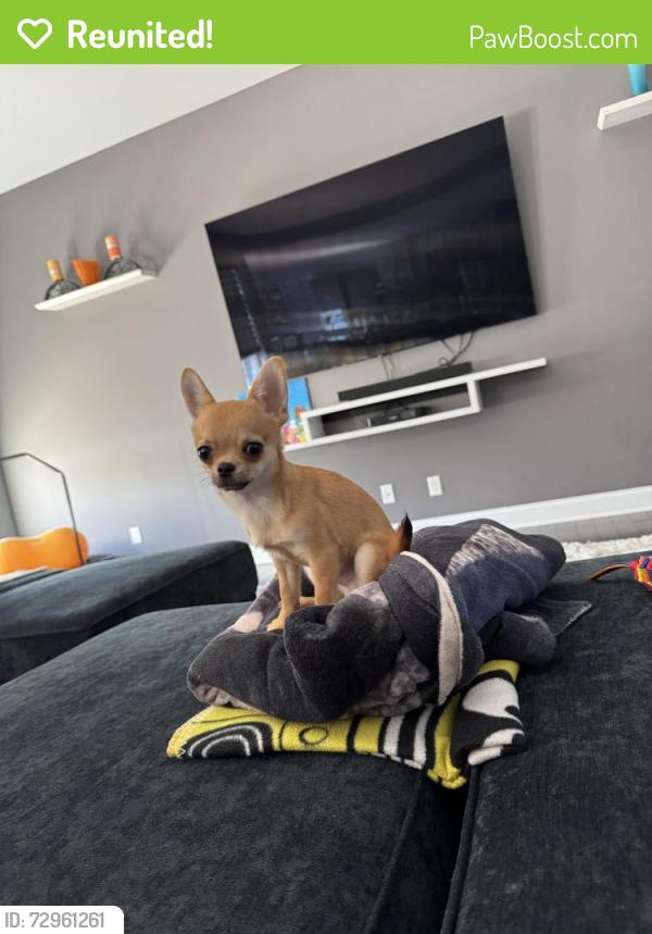 Reunited Male Dog last seen Hopkins and Buckley , Salina, NY 13212