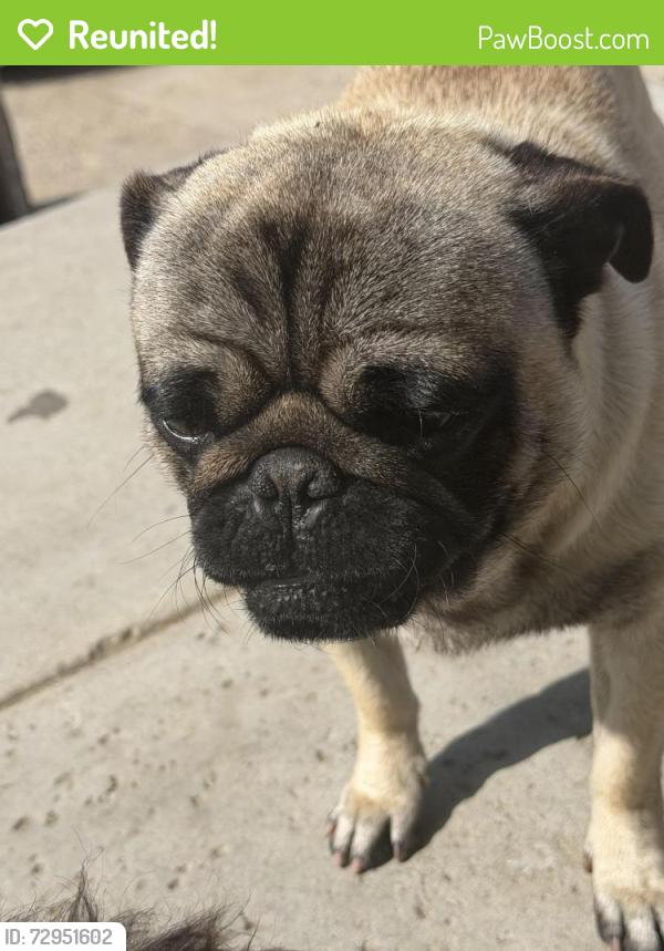 Reunited Male Dog last seen Near S C St Oxnard, CA 93033 United States, Oxnard, CA 93033