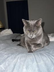Lost Male Cat last seen Green Ridge Dr and Terrace Ct, Avon, IN 46123