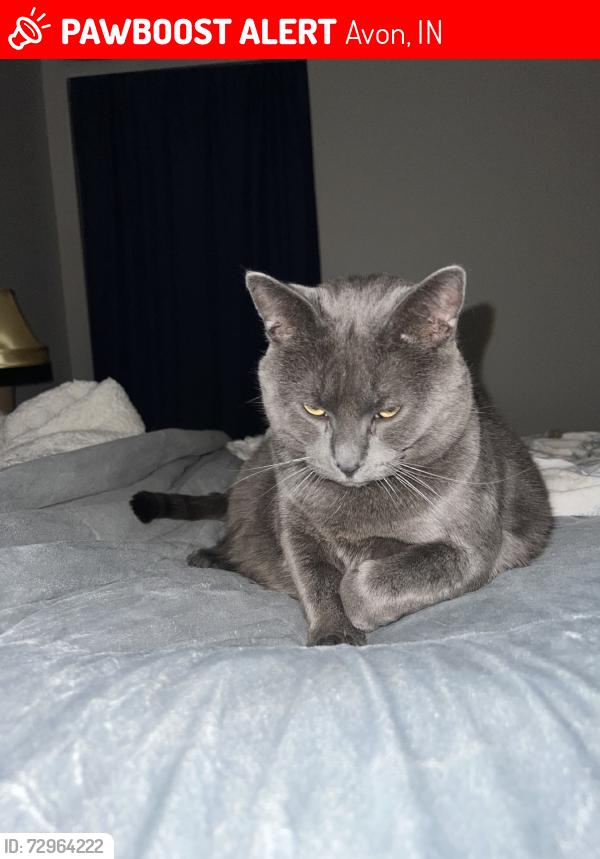 Lost Male Cat last seen Green Ridge Dr and Terrace Ct, Avon, IN 46123