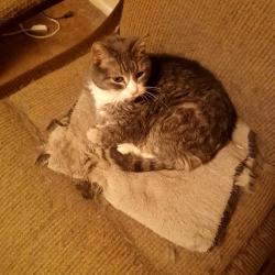 Lost Female Cat last seen Yori and Vassar, Reno, NV 89502