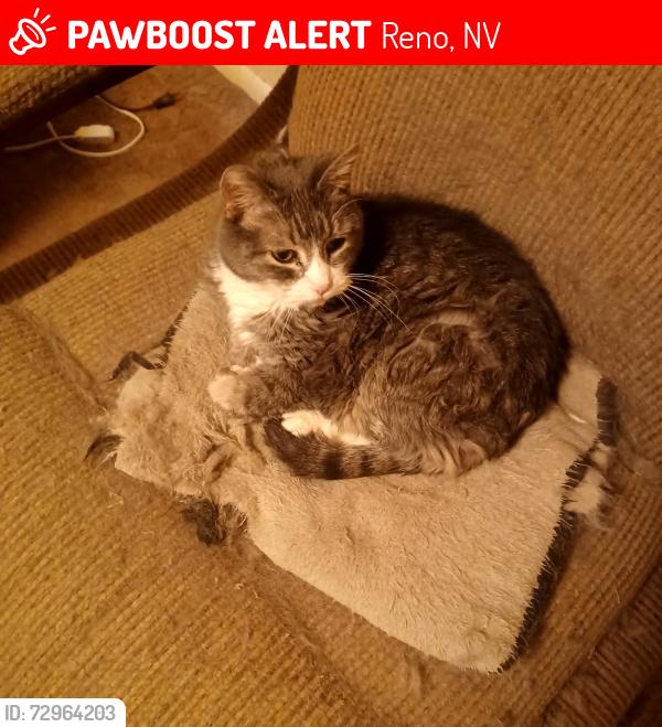 Lost Female Cat last seen Yori and Vassar, Reno, NV 89502
