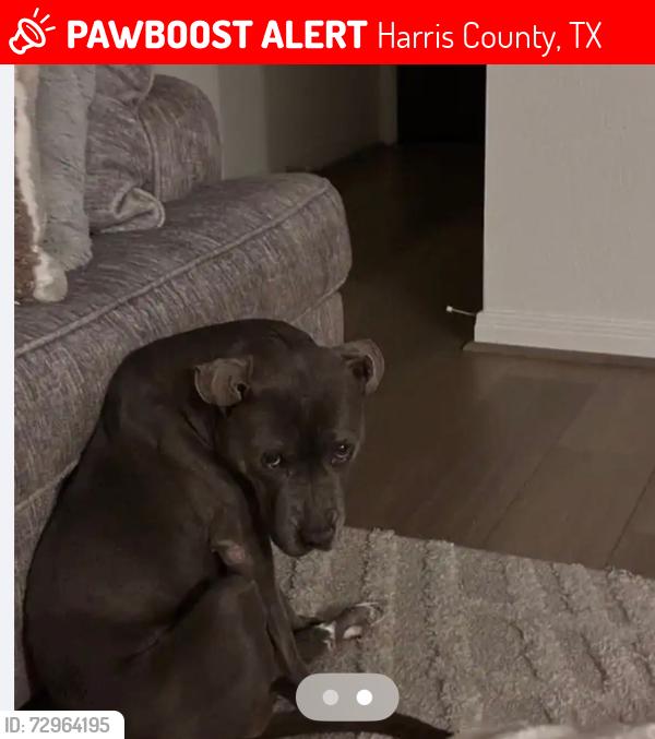 Lost Female Dog last seen Kingswell manor lane Katy texas, Harris County, TX 77449