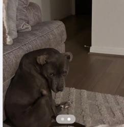 Lost Female Dog last seen Kingswell manor lane Katy texas, Harris County, TX 77449