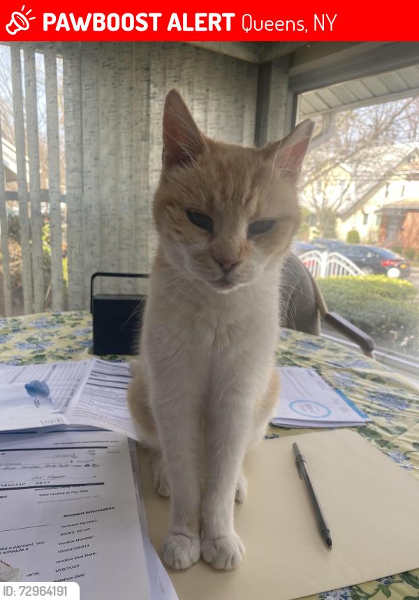 Lost Female Cat last seen Near St  and 89Ave Woodhsven, Queens, NY 11421