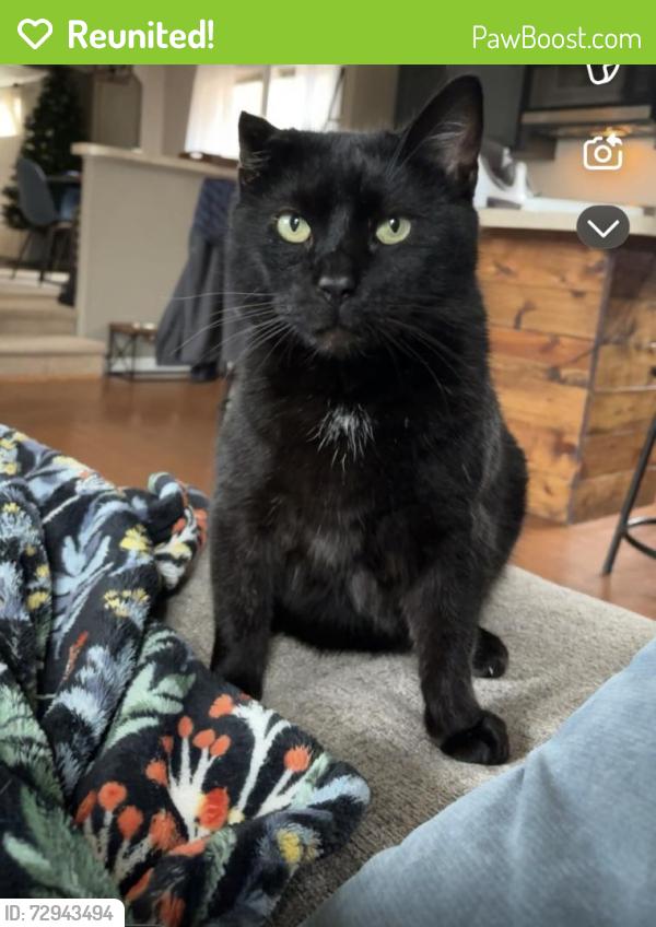 Reunited Male Cat last seen 169th and springmill , Westfield, IN 46074