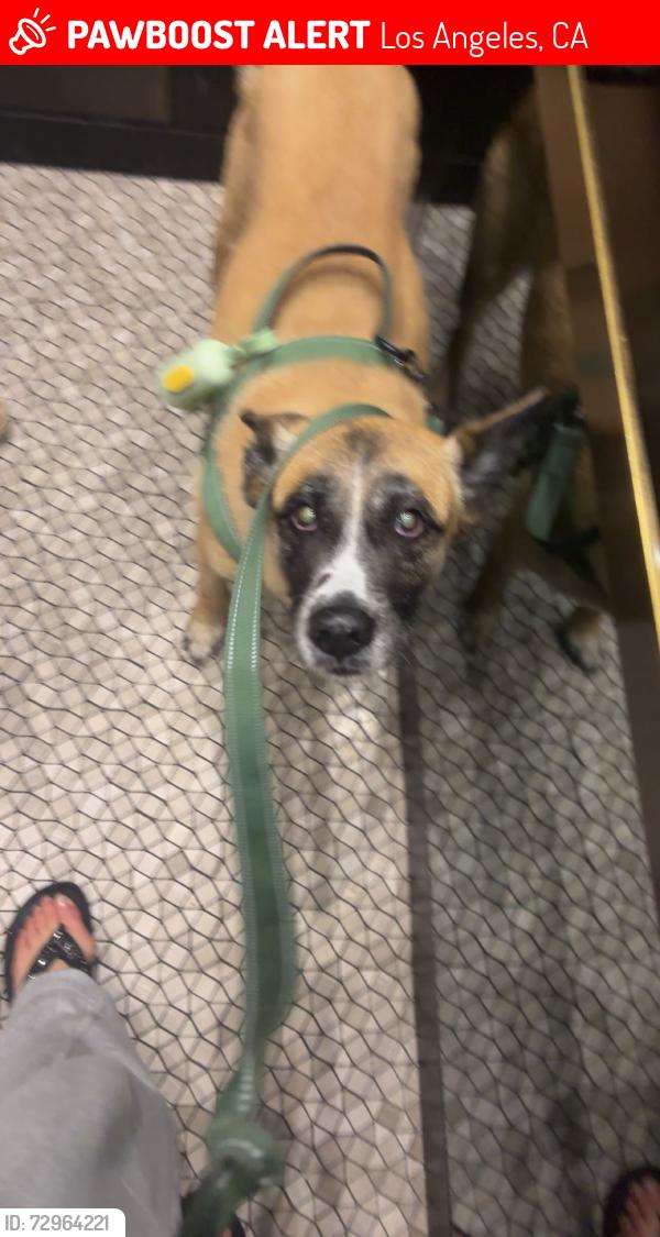 Lost Female Dog last seen Some areas to note are N Marianna, Ave there’s San Bernardino FWY, Los Angeles, CA 90032