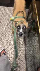 Lost Female Dog last seen Some areas to note are N Marianna, Ave there’s San Bernardino FWY, Los Angeles, CA 90032