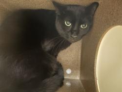 Shelter Stray Female Cat last seen Near BLOCK BUNKER HILL RD, PUEBLO CO 81001, Pueblo, CO 81008