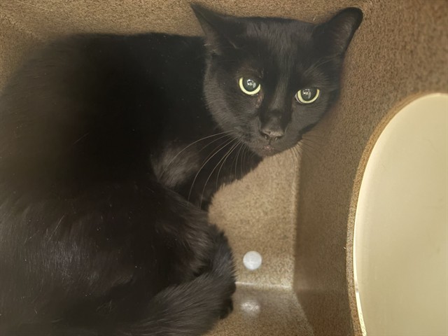 Shelter Stray Female Cat last seen Near BLOCK BUNKER HILL RD, PUEBLO CO 81001, Pueblo, CO 81008