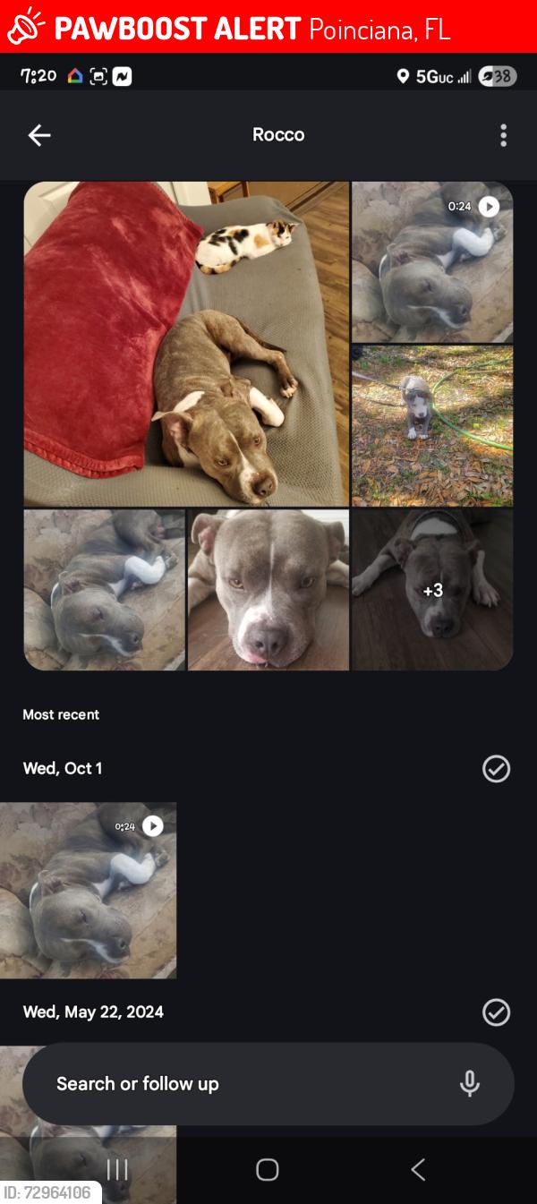 Lost Male Dog last seen hibiscus dr, bayberry st, marigold ave., Poinciana, FL 34759