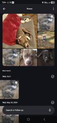Lost Male Dog last seen hibiscus dr, bayberry st, marigold ave., Poinciana, FL 34759