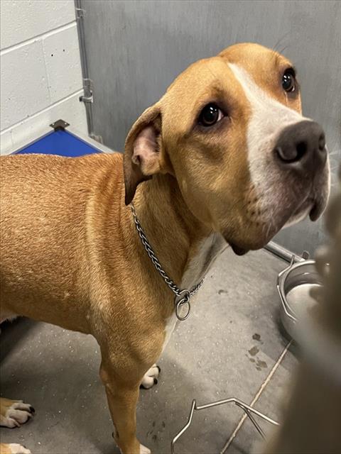 Shelter Stray Male Dog last seen E MAIN ST LEESBURG, Deer Island, FL 32778