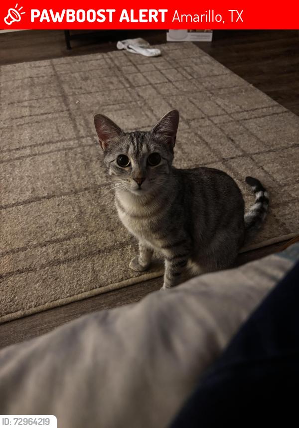 Lost Female Cat last seen Aspen apmts, Amarillo, TX 79109