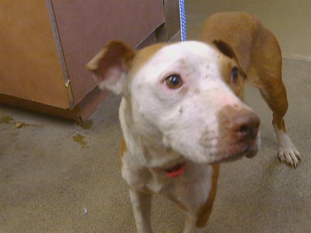 Shelter Stray Female Dog last seen STOCKTON BLVD/47TH AVE, 95824, Sacramento, CA 95827