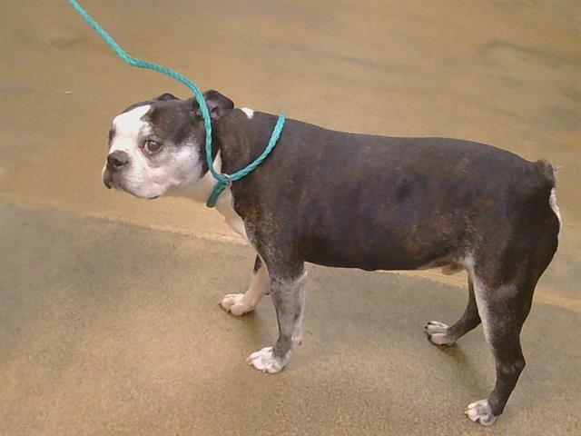 Shelter Stray Male Dog last seen POKER LN/PALMERSON DR, 95843, Sacramento, CA 95827