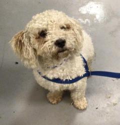 Shelter Stray Male Dog last seen Near BLOCK DAHL JR LN, MENIFEE, CA, San Jacinto, CA 92582