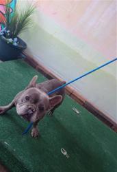 Shelter Stray Unknown Dog last seen , Irwindale, CA 91706