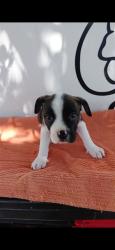 Shelter Stray Female Dog last seen , Irwindale, CA 91706