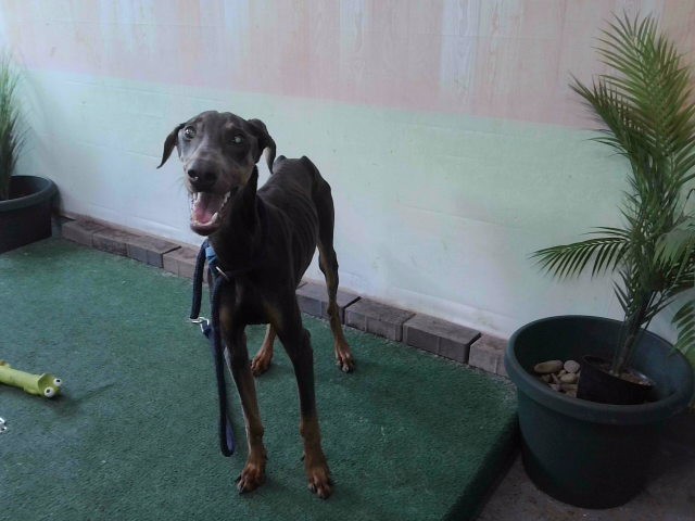 Shelter Stray Female Dog last seen , Irwindale, CA 91706
