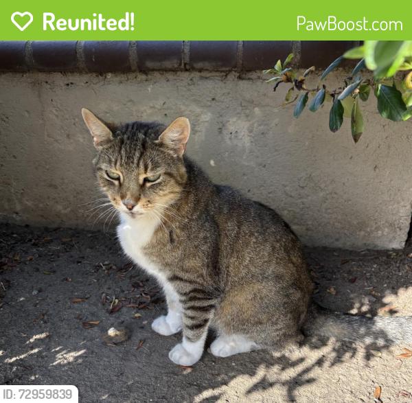 Reunited Male Cat last seen Whispering Willow Dr, Santee, CA 92071, USA, Santee, CA 92071