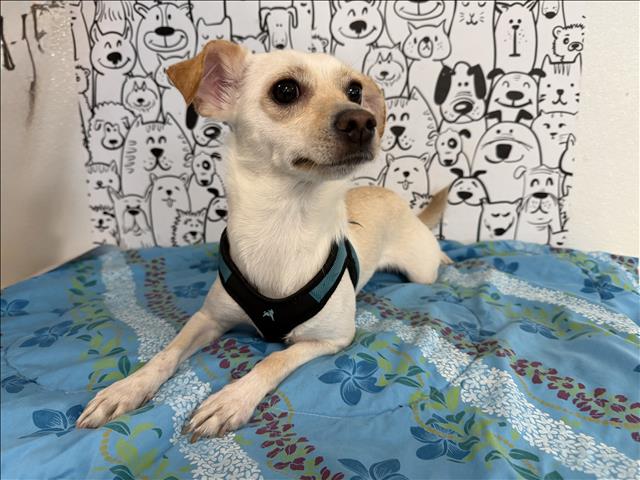 Shelter Stray Female Dog last seen , San Pedro, CA 90731