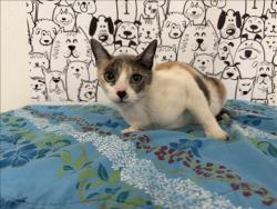 Shelter Stray Female Cat last seen , San Pedro, CA 90731
