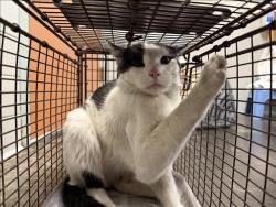 Shelter Stray Male Cat last seen , San Pedro, CA 90731