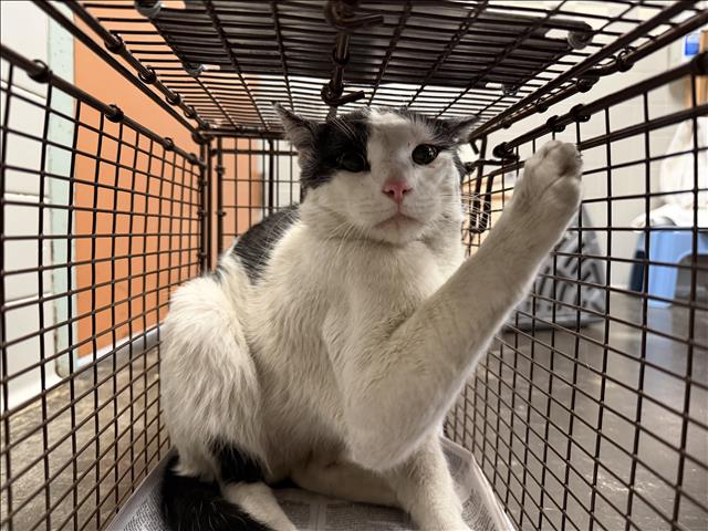 Shelter Stray Male Cat last seen , San Pedro, CA 90731