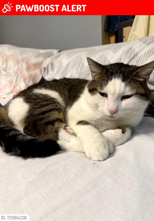 Lost Male Cat last seen Chambers rd and Lochiel Lane , Bellefontaine Neighbors, MO 63137